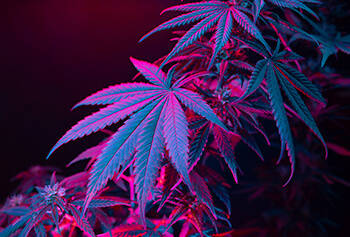 Coverages for CBD & Hemp industries